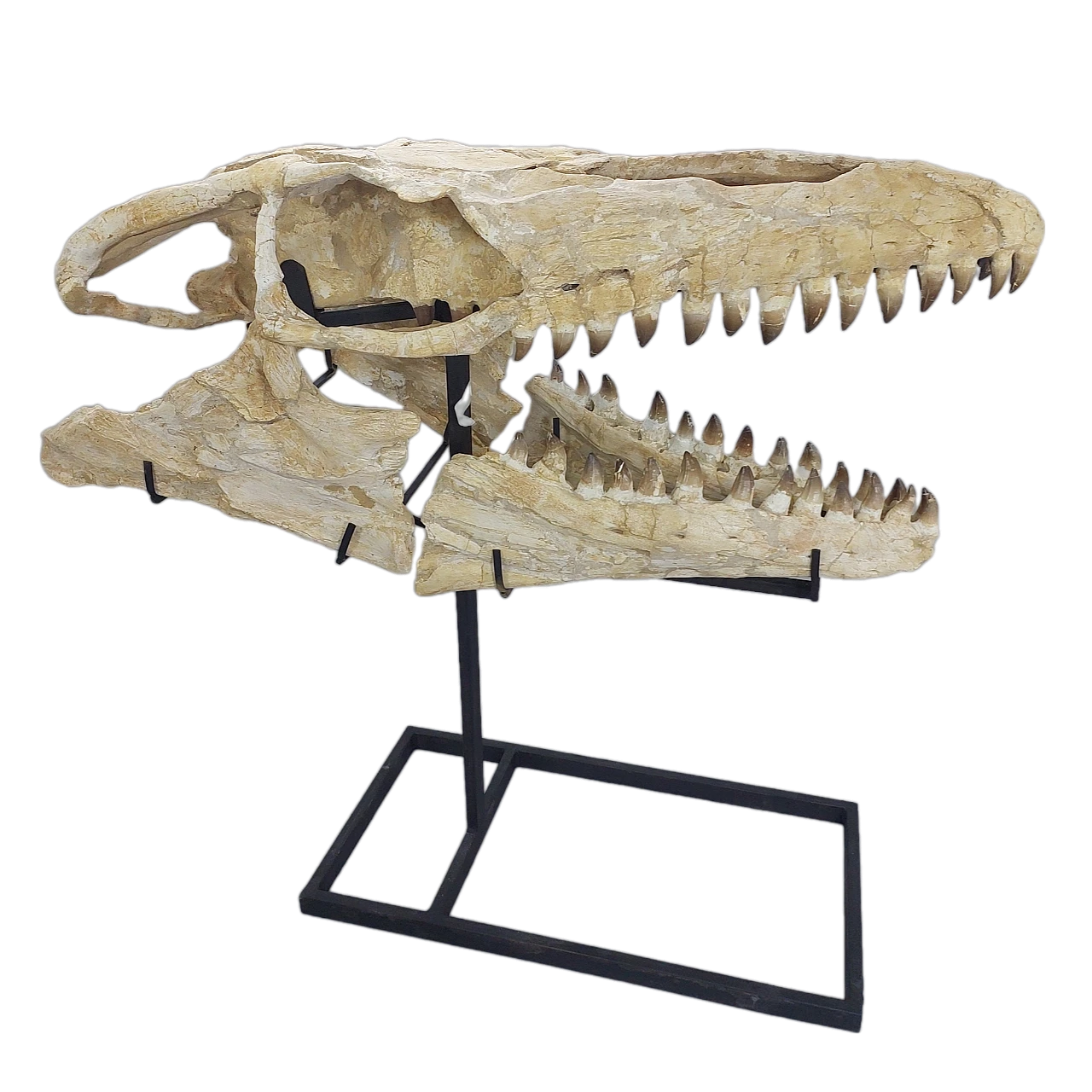 Mosasaur Skull Fossil  47-Inch – Largest Specimen Found 1