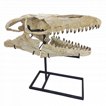 Mosasaur Skull Fossil  47-Inch – Largest Specimen Found