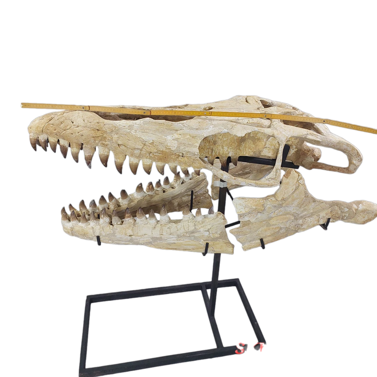 Mosasaur Skull Fossil  47-Inch – Largest Specimen Found 2