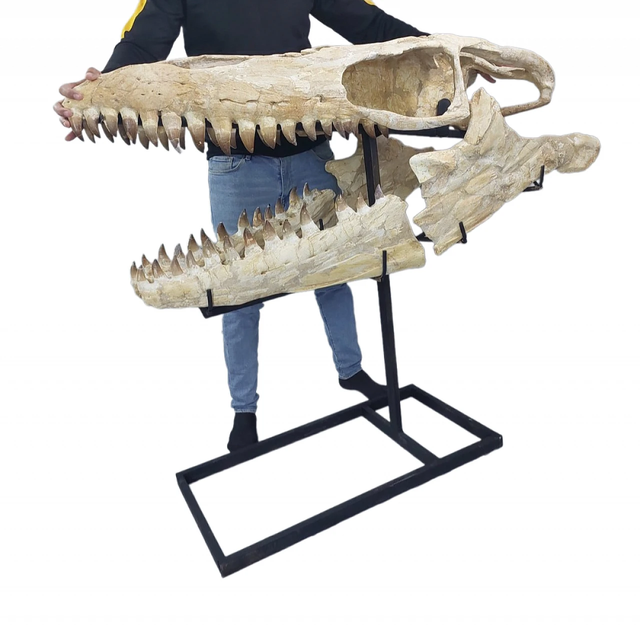 Mosasaur Skull Fossil  47-Inch – Largest Specimen Found 3