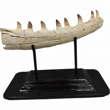 Mosasaur jaw  - Exceptional 41cm Thalassotitan Atrox Fossil