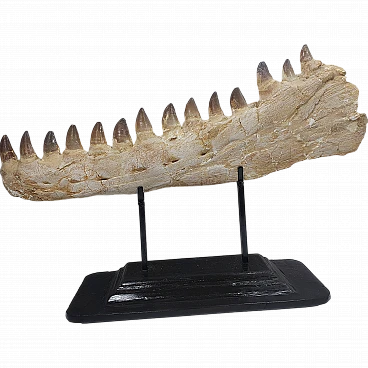 Authentic Mosasaur jaw fossil Prognathodon sp - 65 Million Years