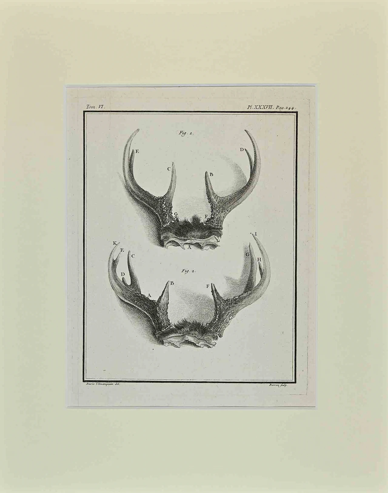 Buvée l'Américain, Deer Horns, Etching 18th century 1