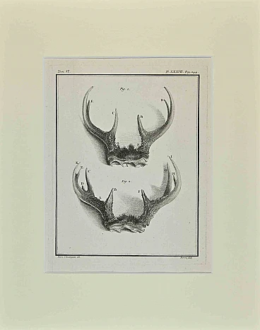 Buvée l'Américain, Deer Horns, Etching 18th century