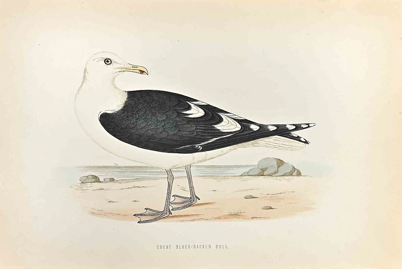 Alexander Francis Lydon, Great Black-Backed Gull, Woodcut 19th century 1