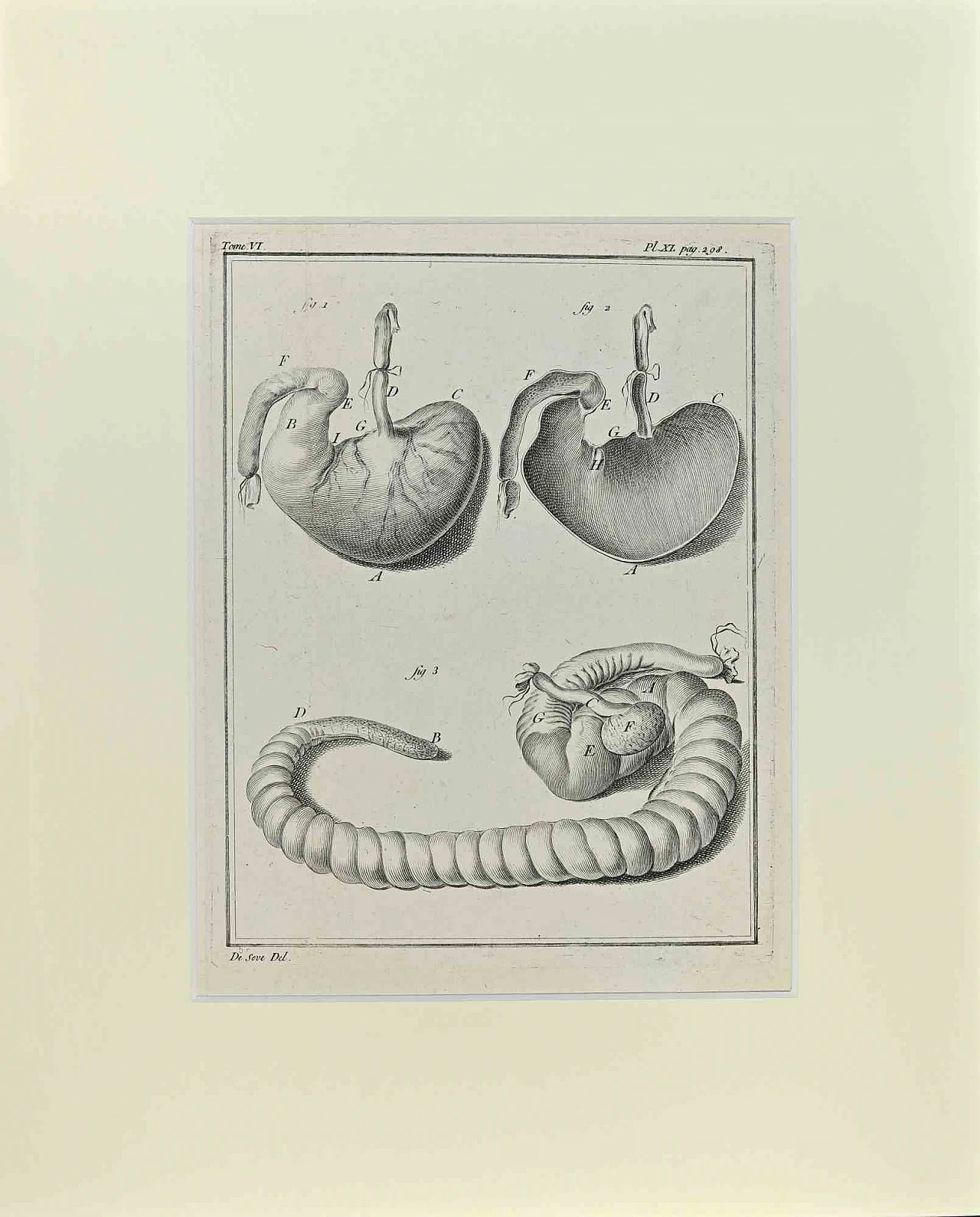 n.a., Anatomy of Animals, Etching 18th century 1