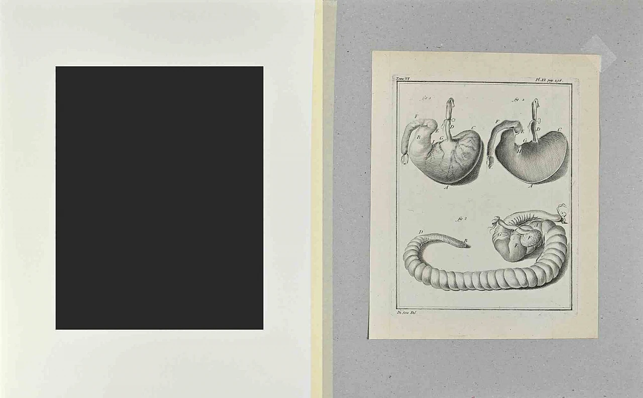 n.a., Anatomy of Animals, Etching 18th century 2