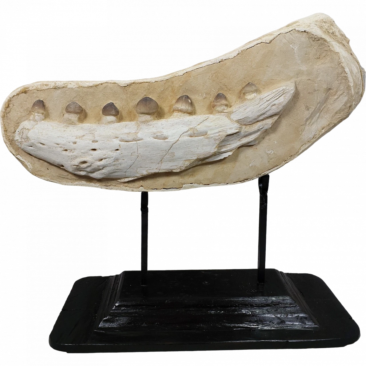 Crushing Mosasaur (Igdamanosaurus) Jaw Section, Morocco 12