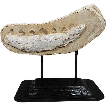 Mascella di Mosasaur (Igdamanosaurus) schiacciante, Marocco