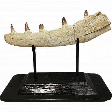 Original Mosasaur jaw, Moroccan Fossils Cretaceous,