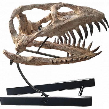 Cranio di plesiosauro fossile di Zarafasaura oceanis