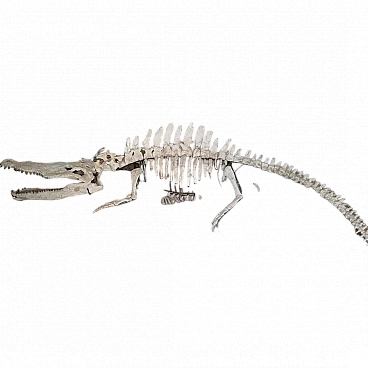 Alligator Crocodile fossil skeleton dinosaur era