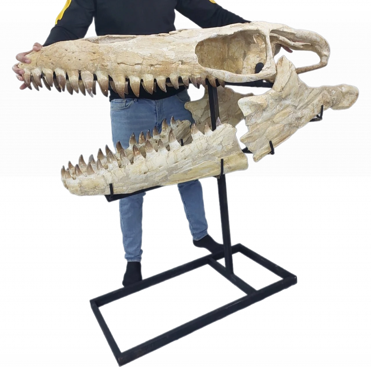 Mosasaur Skull Fossil  47-Inch – Largest Specimen Found 4