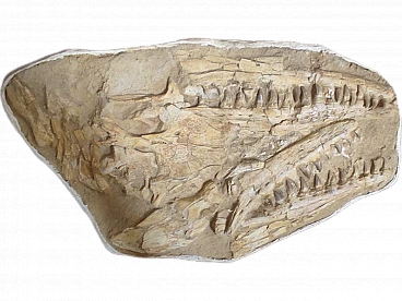 Autentico fossile di teschio Mosasaurus Beaugei da 37 pollici nella matrice originale -