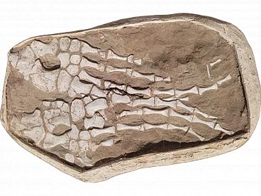 Due fossili di pagaie Mosasauro in giacca di gesso 60 cm