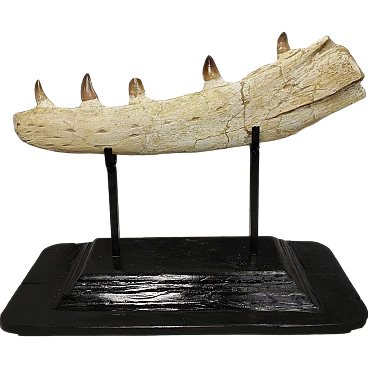 Original Mosasaur jaw, Moroccan Fossils Cretaceous,