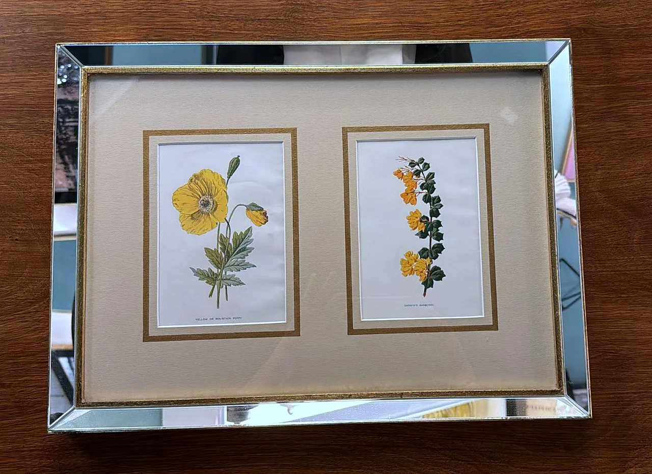 Cornice con specchi e stampe cromolitografiche inglesi di fiori, '900 2