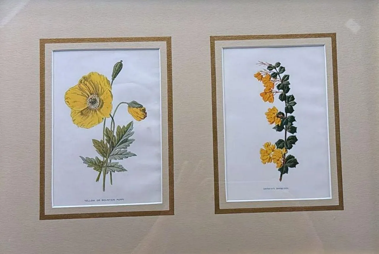 Cornice con specchi e stampe cromolitografiche inglesi di fiori, '900 3