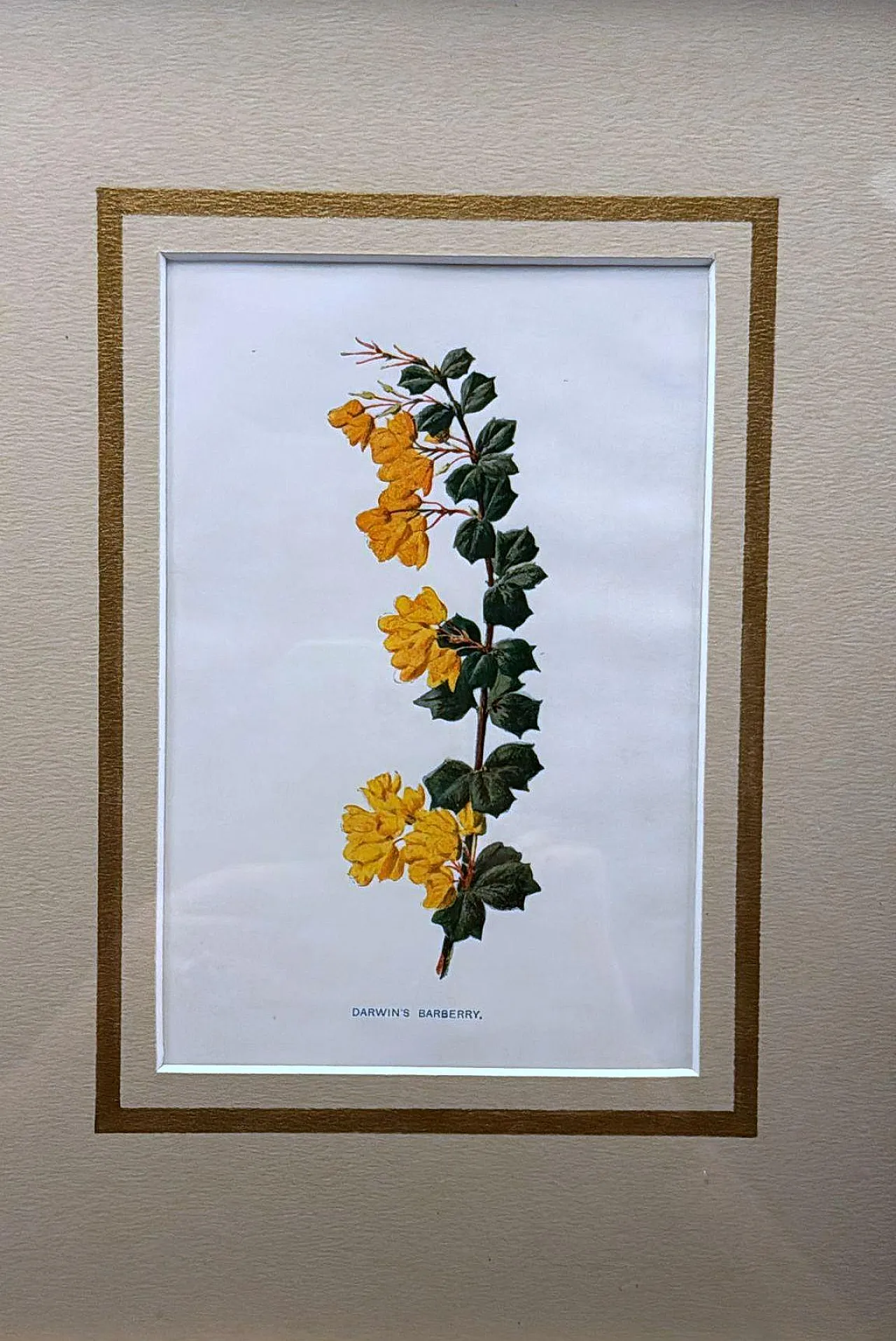 Cornice con specchi e stampe cromolitografiche inglesi di fiori, '900 8