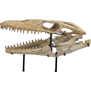 Teschio fossile Mosasaur rettile fossile marocchino