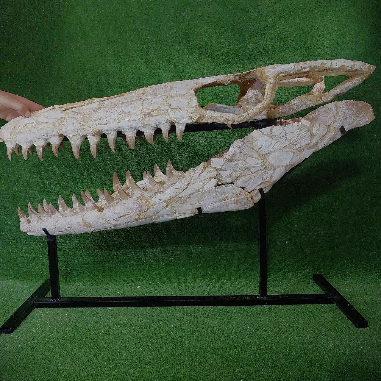 Mosasaur Skull Fossil Mosasaurus Beaugei Cretaceous Reptile 1