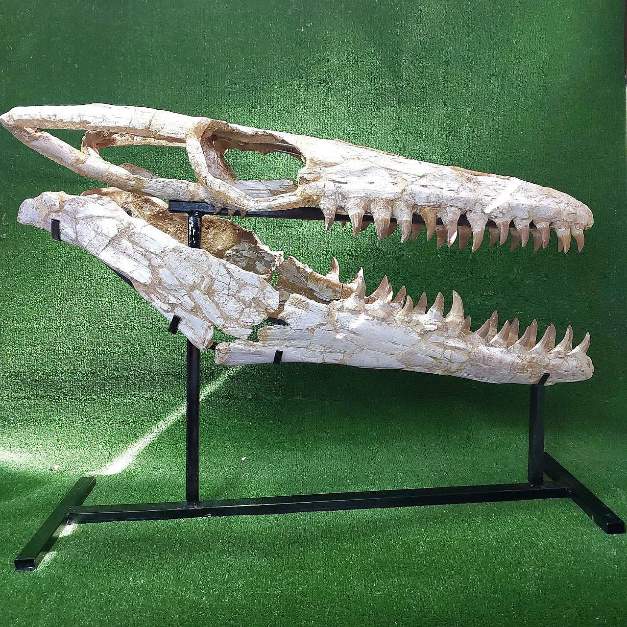 Mosasaur Skull Fossil Mosasaurus Beaugei Cretaceous Reptile 2