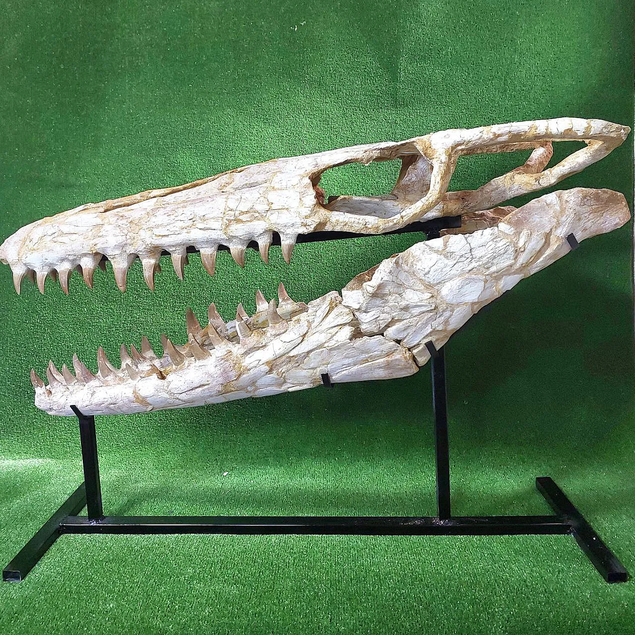 Mosasaur Skull Fossil Mosasaurus Beaugei Cretaceous Reptile 3