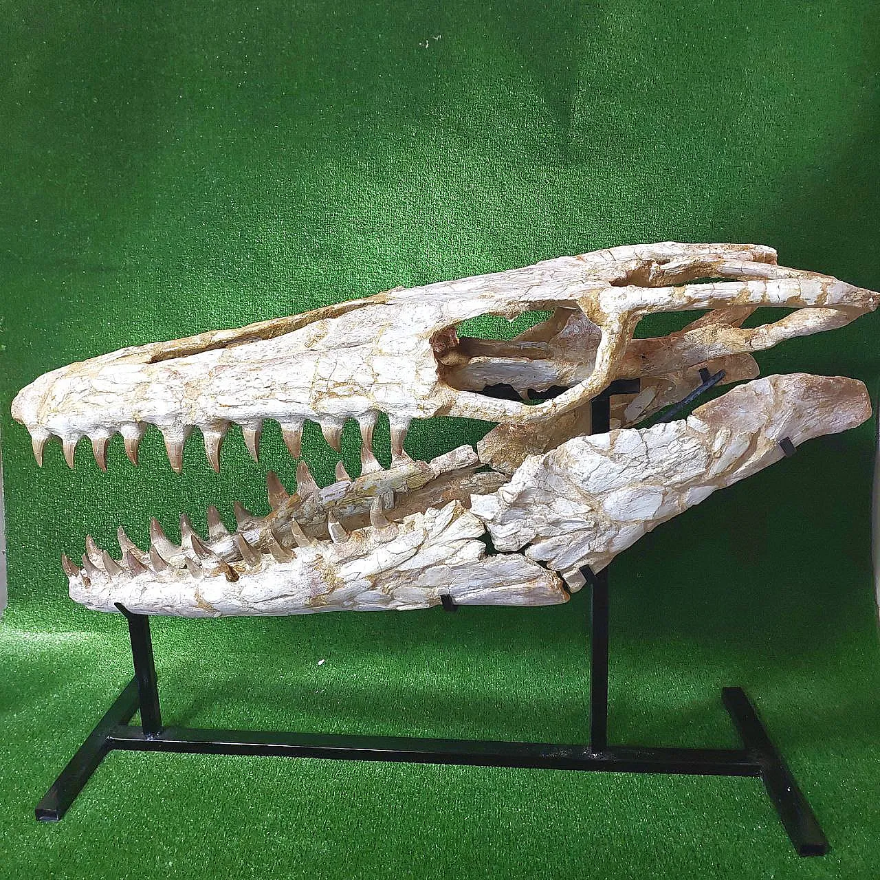 Mosasaur Skull Fossil Mosasaurus Beaugei Cretaceous Reptile 4