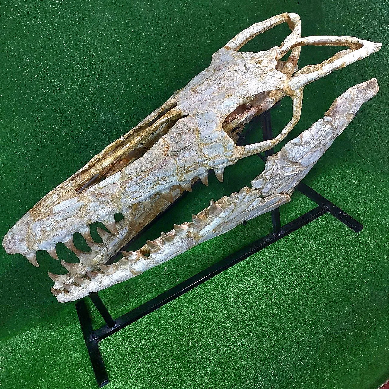 Mosasaur Skull Fossil Mosasaurus Beaugei Cretaceous Reptile 5