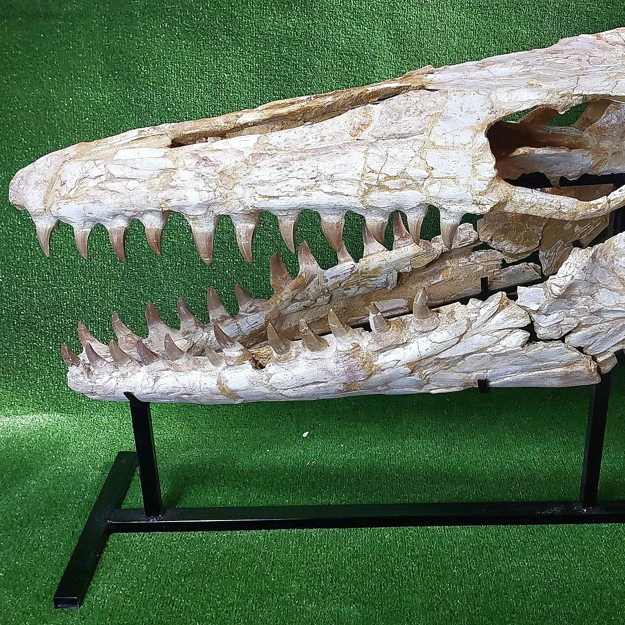 Mosasaur Skull Fossil Mosasaurus Beaugei Cretaceous Reptile 7