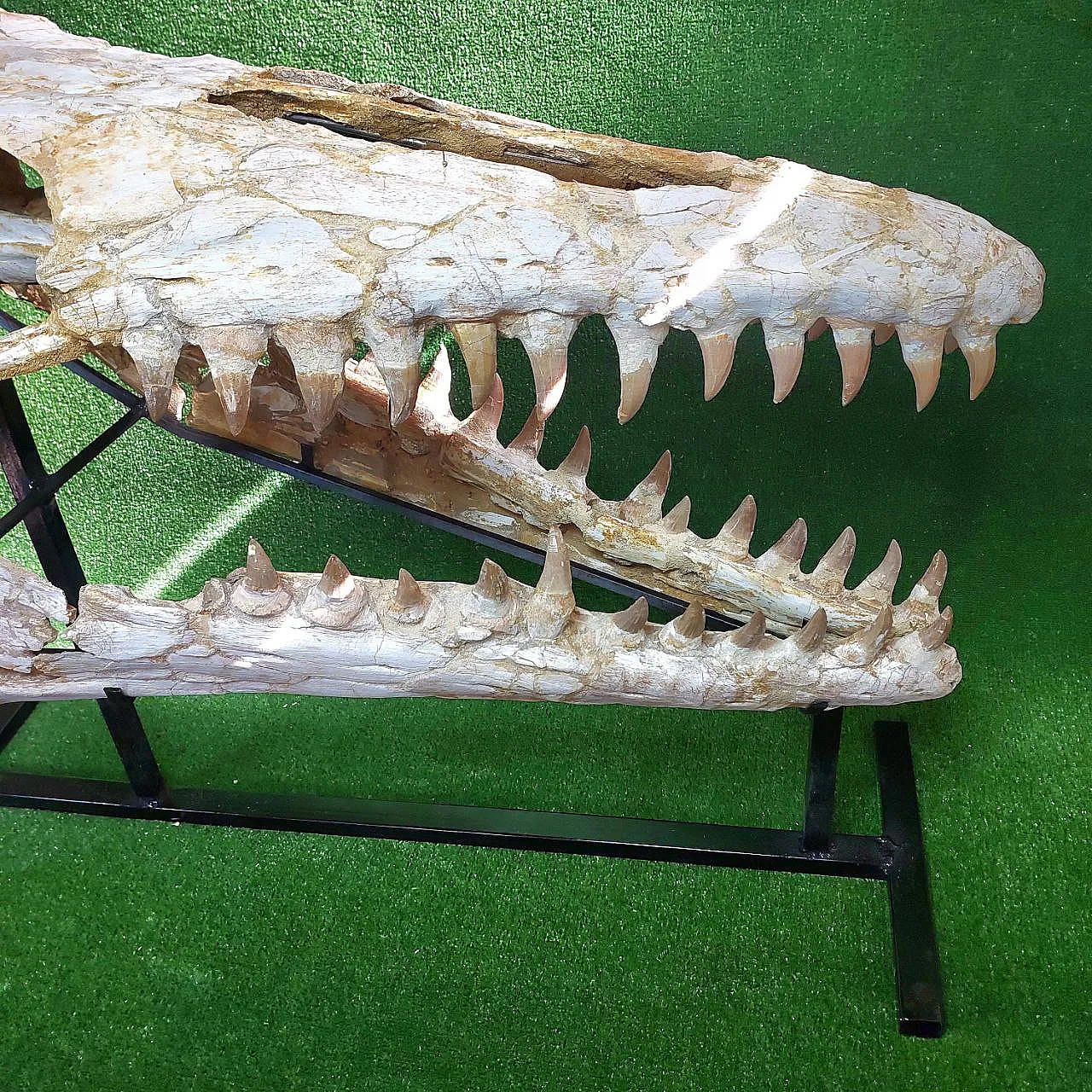 Mosasaur Skull Fossil Mosasaurus Beaugei Cretaceous Reptile 8