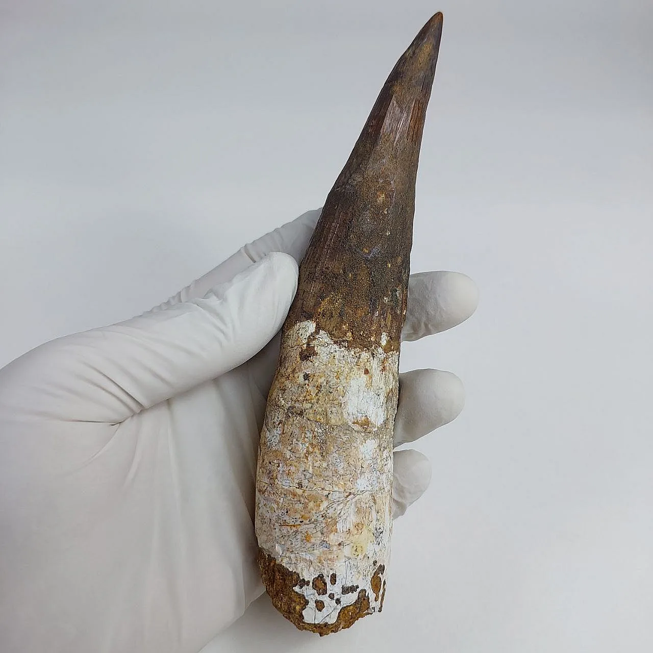 Rooted 5,9 inch spinosaurus tooth dinosaur fossil 2