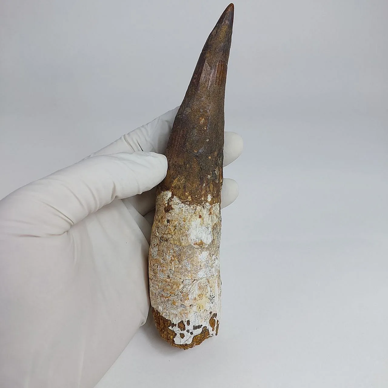 Rooted 5,9 inch spinosaurus tooth dinosaur fossil 5