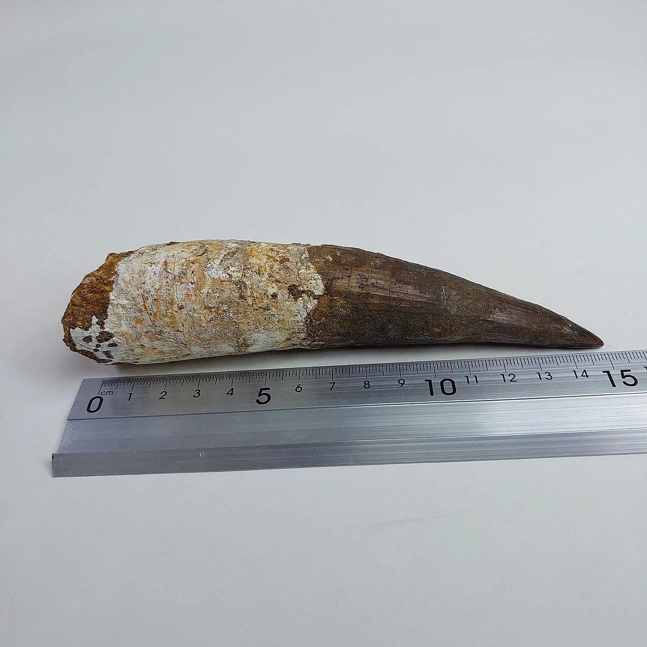 Rooted 5,9 inch spinosaurus tooth dinosaur fossil 7