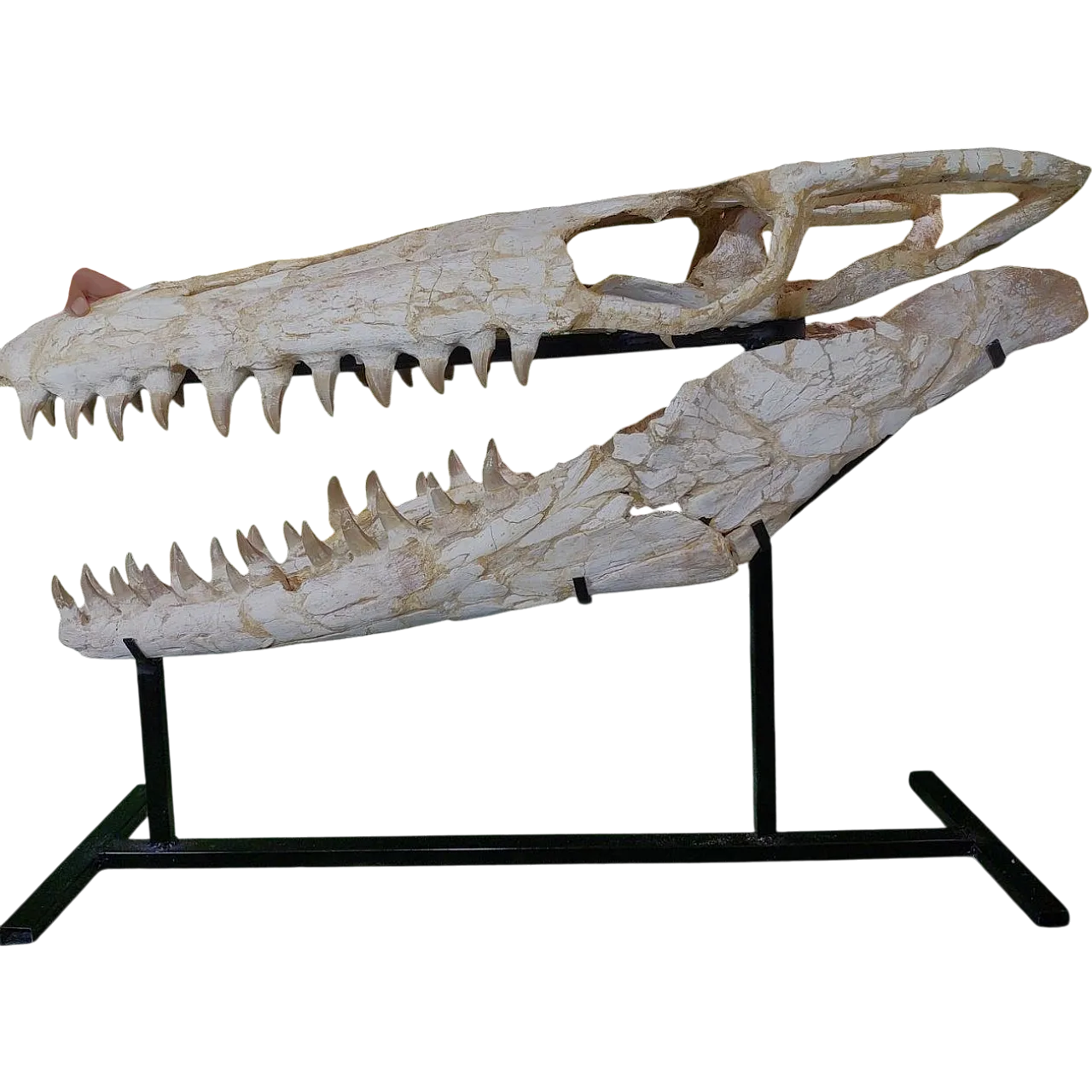 Mosasaur Skull Fossil Mosasaurus Beaugei Cretaceous Reptile 9