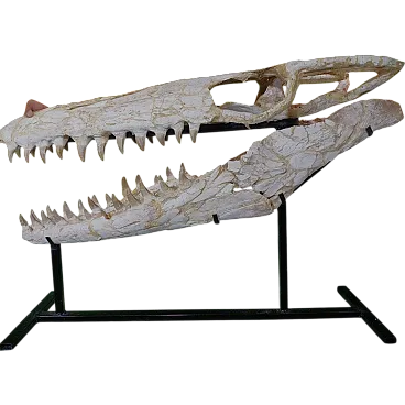 Mosasaur Skull Fossil Mosasaurus Beaugei Cretaceous Reptile