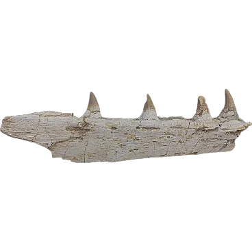 Mosasaur Platecarpus Upper Jaw with Teeth