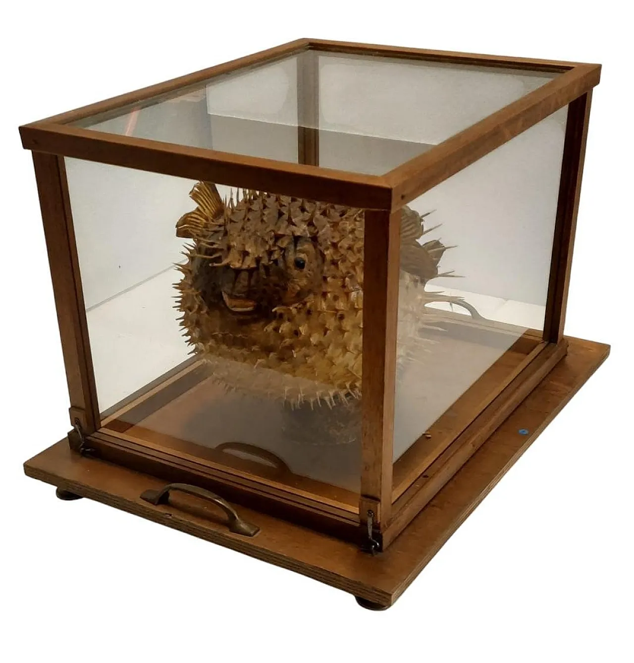 Taxidermy puffer fish in a wooden case, late 19th century 1