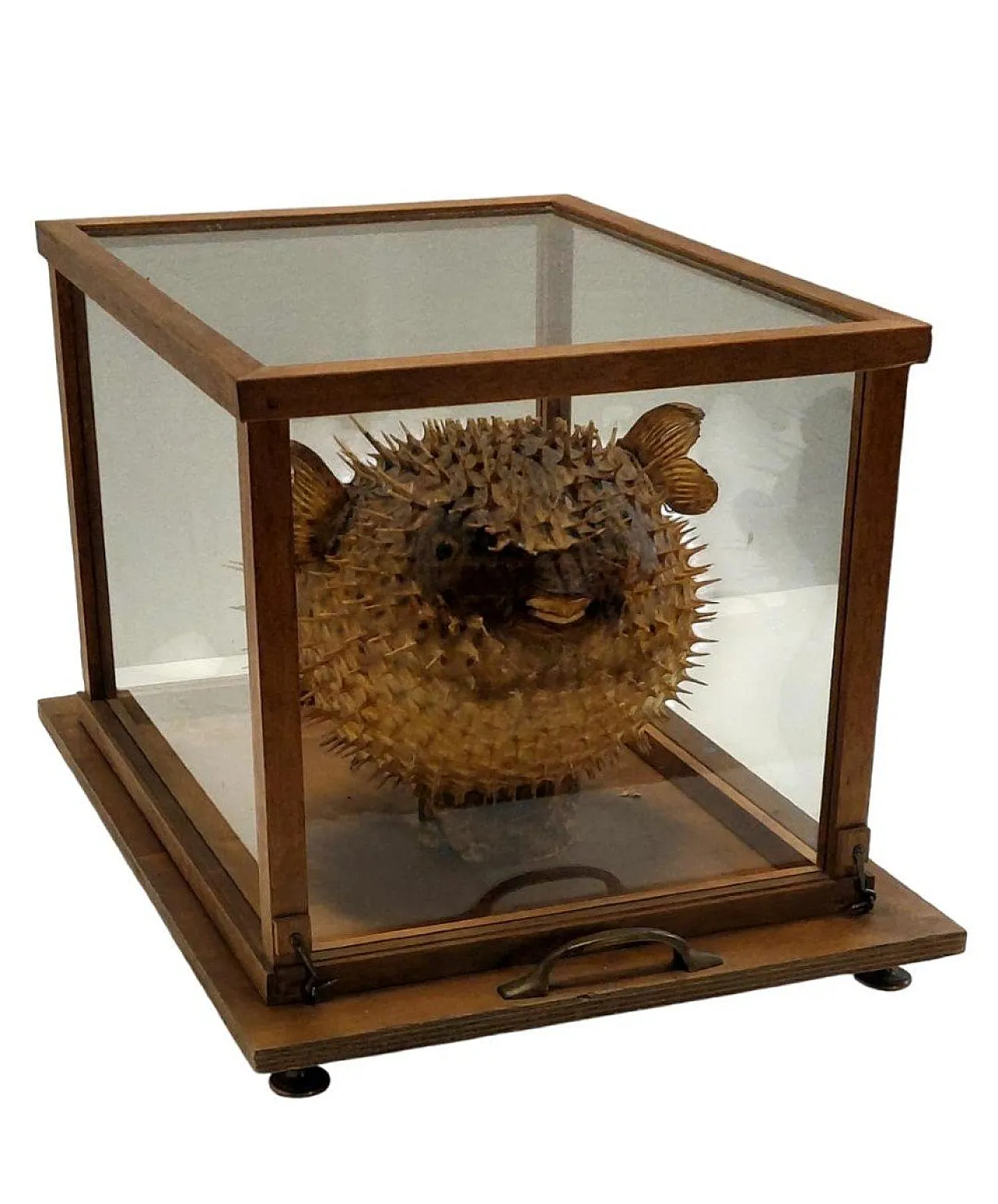 Taxidermy puffer fish in a wooden case, late 19th century 2