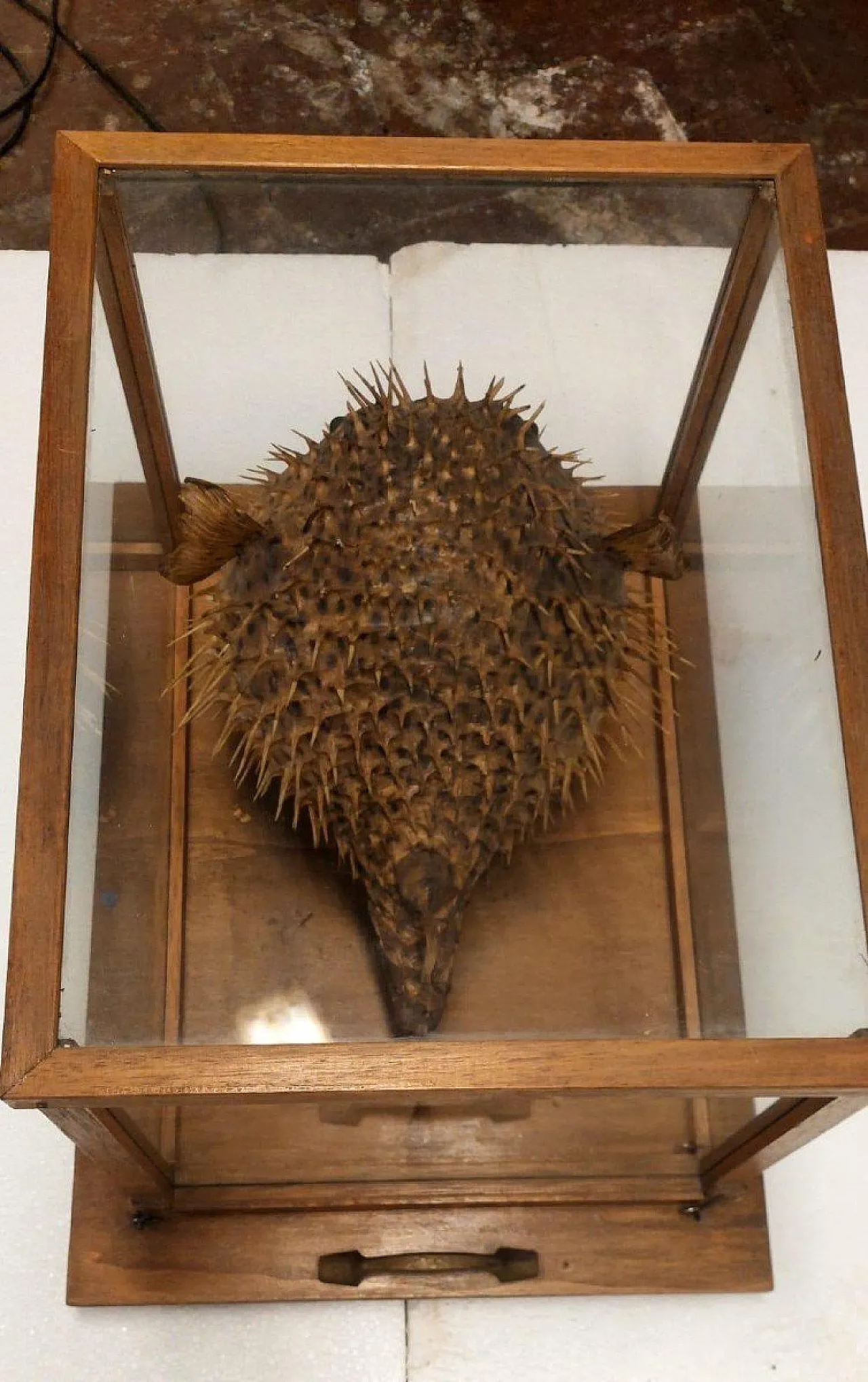 Taxidermy puffer fish in a wooden case, late 19th century 3