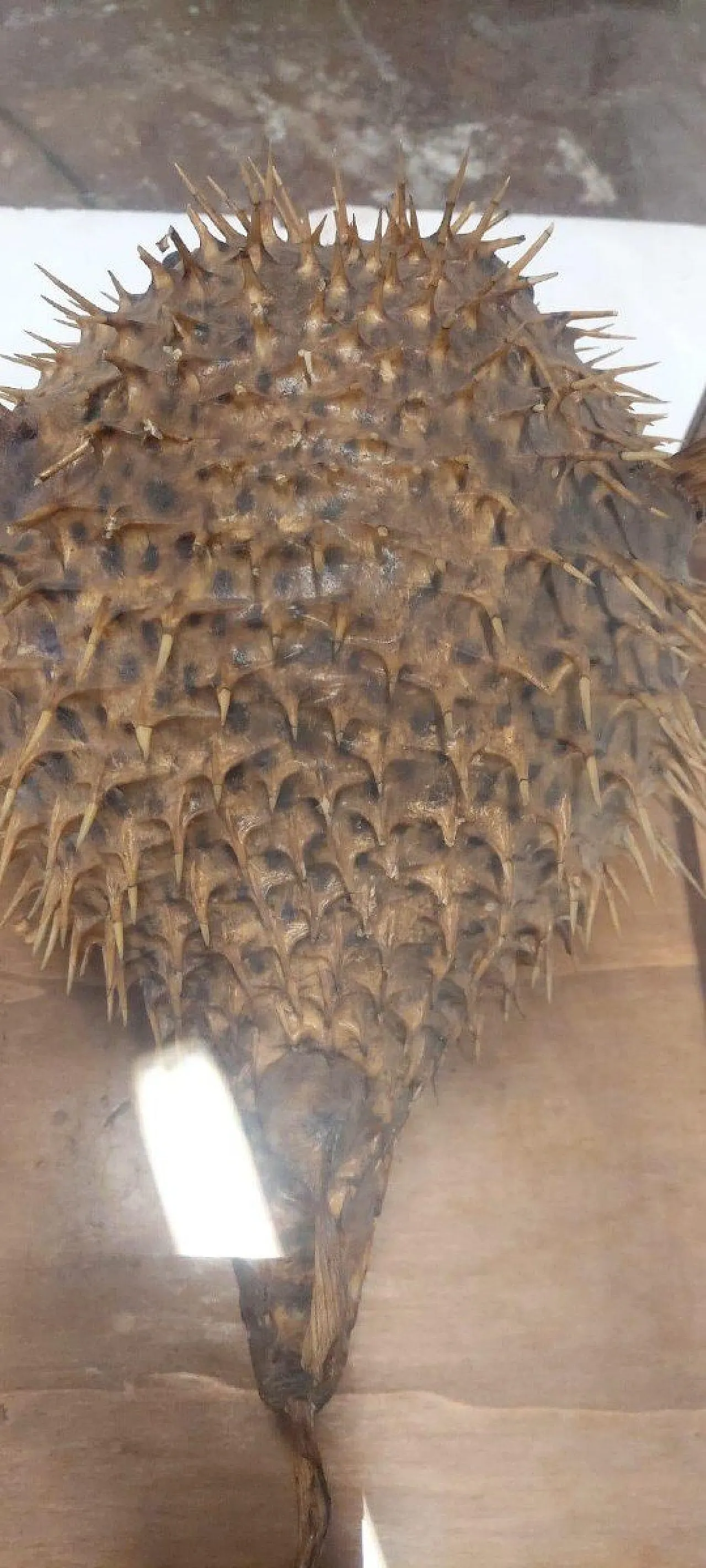 Taxidermy puffer fish in a wooden case, late 19th century 4