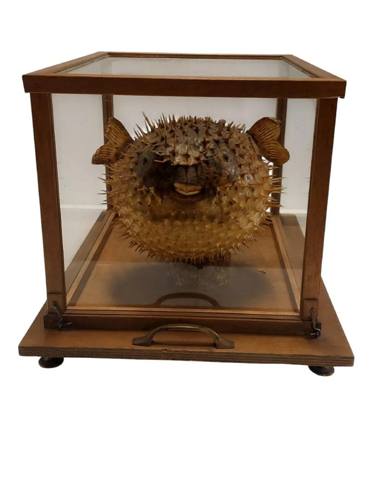 Taxidermy puffer fish in a wooden case, late 19th century 5