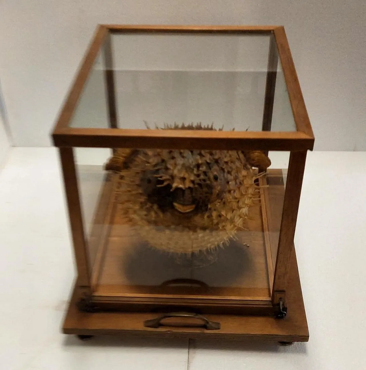 Taxidermy puffer fish in a wooden case, late 19th century 6