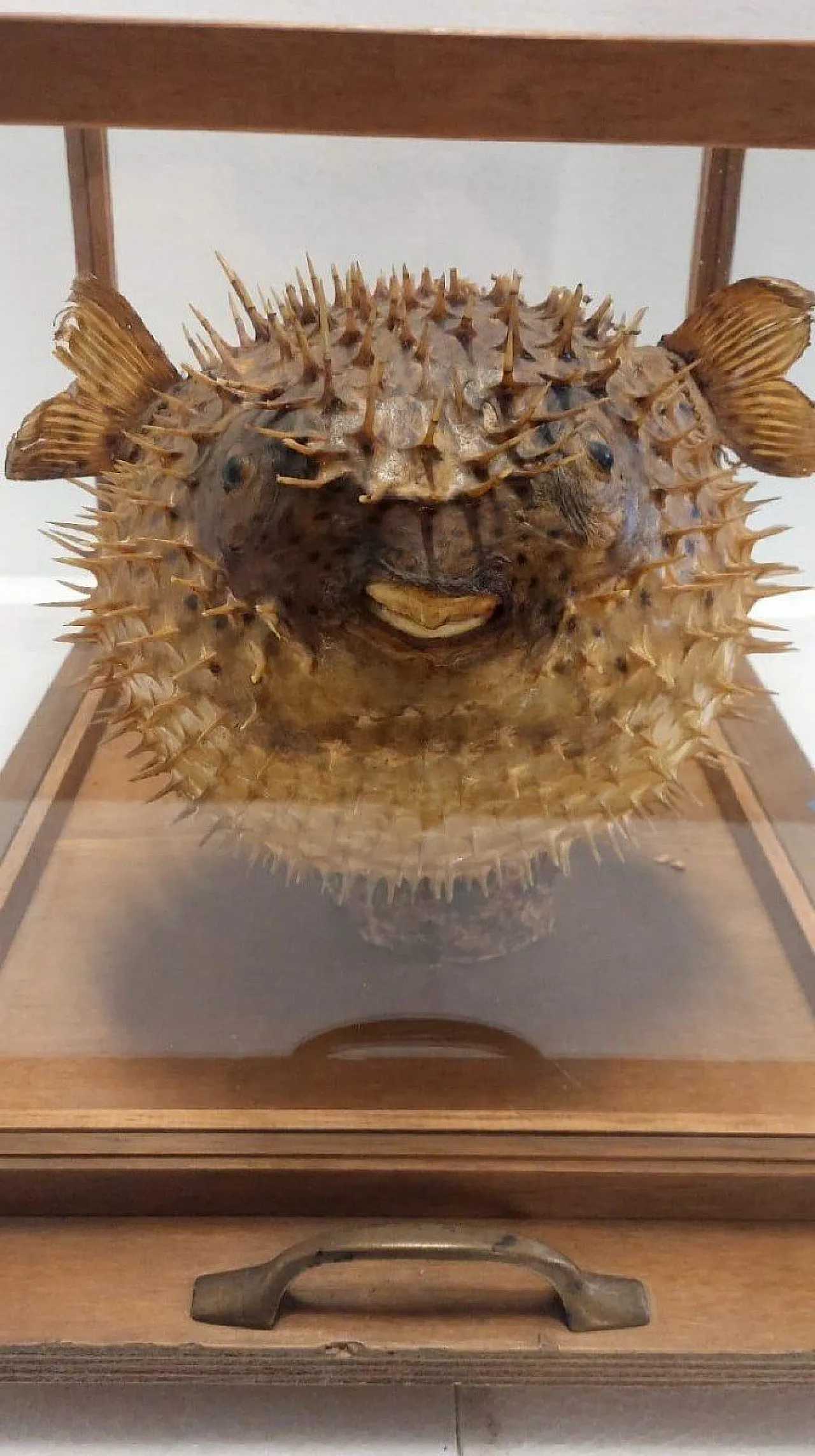 Taxidermy puffer fish in a wooden case, late 19th century 7