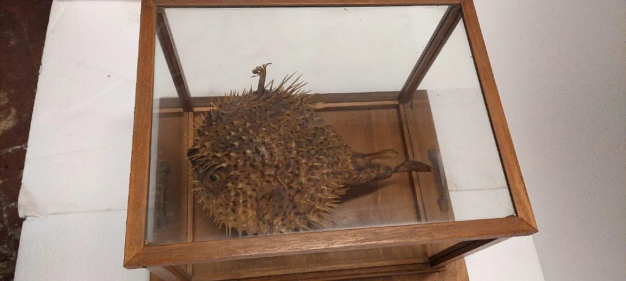 Taxidermy puffer fish in a wooden case, late 19th century 8