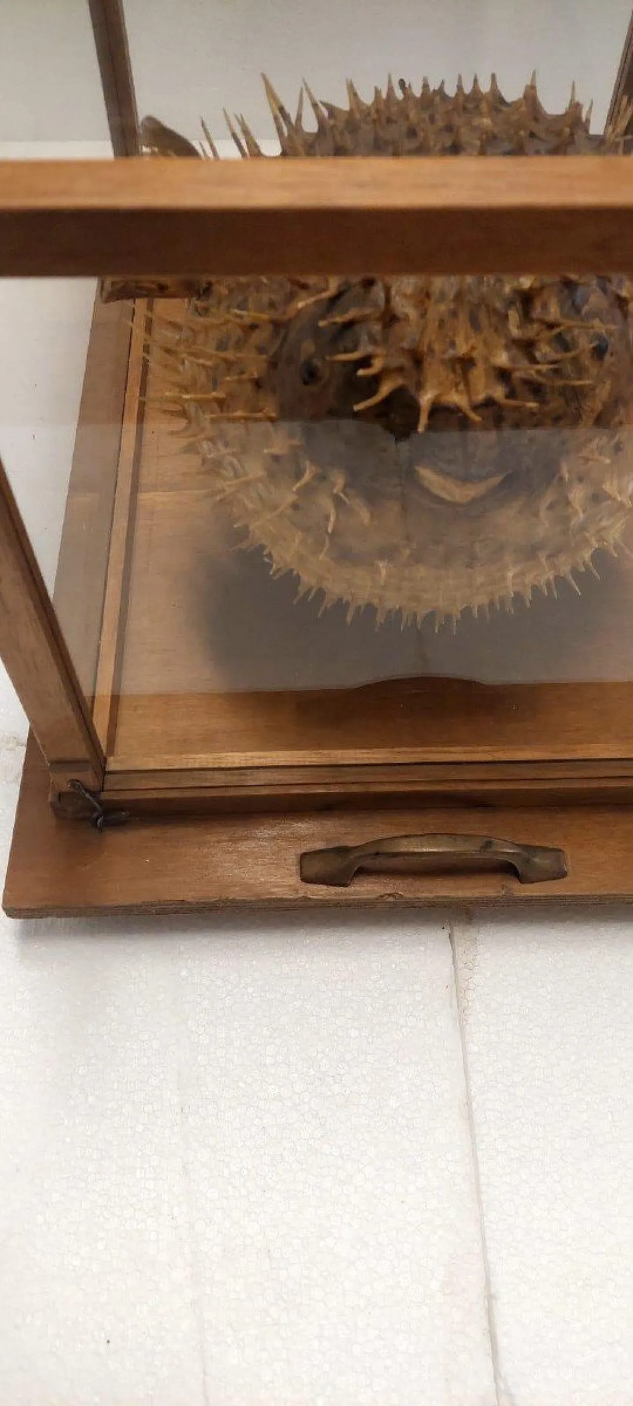 Taxidermy puffer fish in a wooden case, late 19th century 9