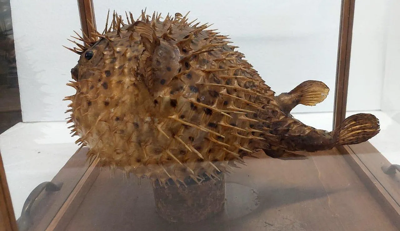 Taxidermy puffer fish in a wooden case, late 19th century 10