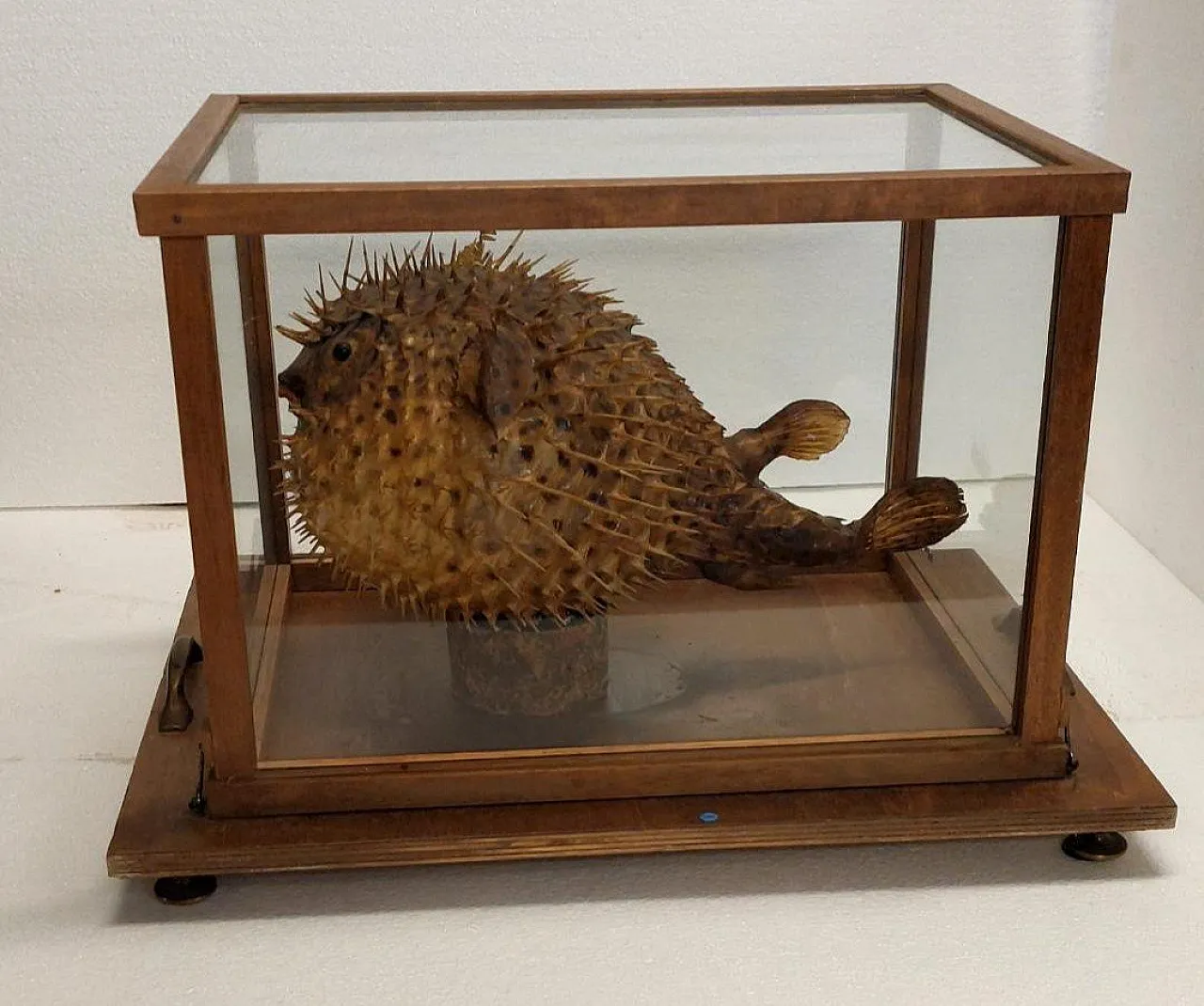 Taxidermy puffer fish in a wooden case, late 19th century 11