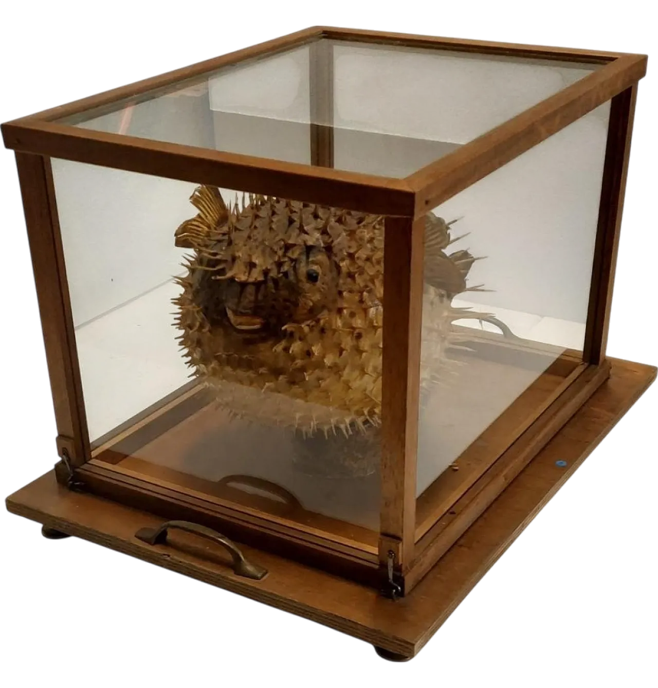 Taxidermy puffer fish in a wooden case, late 19th century 12