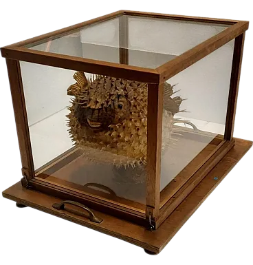 Taxidermy puffer fish in a wooden case, late 19th century